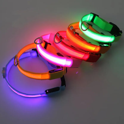 Glowing Dog Collar